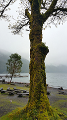 Crescent lake tree