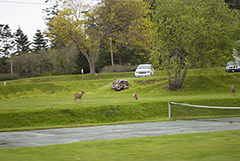 Fort Casey 2