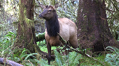 Hoh Elk 1