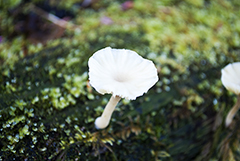 Ruby Beach Flower