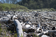 Cape Disappointment Driftwood