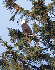 Cape Disappointment Eagle