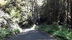 Ecola Drive 2