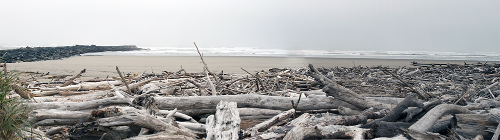 Driftwood Covered Beach