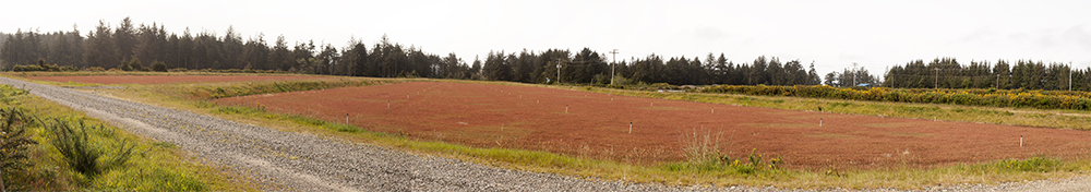 Cranberry field