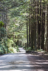 Road to Fern Canyon 2