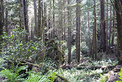 Prairie Creek Forest