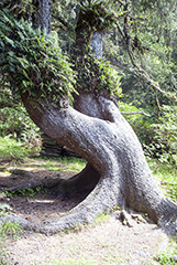 Fern Canyon Tree