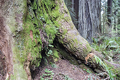Moss covered Tree