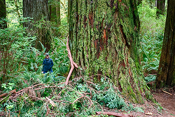 Prairie Creek Redwoods