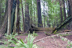 Redwood forest 1