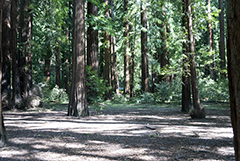 Redwood forest 6