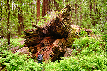 Avenue of the Giants