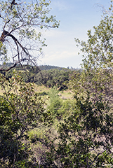 Hillside oaks