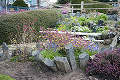 Border garden