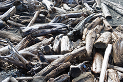 La Push Driftwood