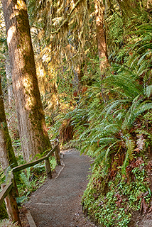 Hoh Rainforest