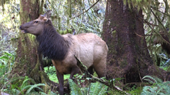 Hoh Elk 2