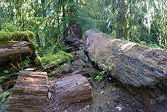 Moss Trail logs