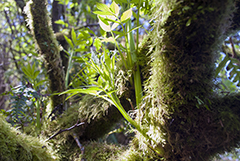 Ruby Beach fern