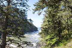 Cape Disappointment trail 1