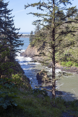 Cape Disappointment trail 2