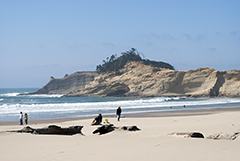 Pacific City Beach