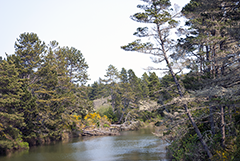 Oregon Dunes River