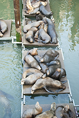 Newport Sea lions