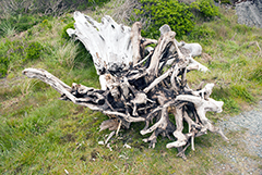 Lighthouse Stump