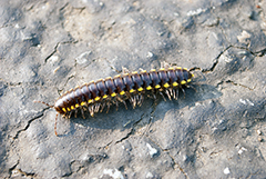 Oregon Millipede