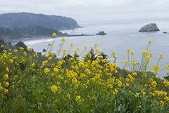 Coastal Flowers