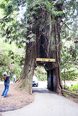 Drive thru Tree