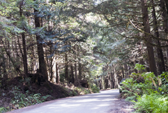 Fern Canyon Road 1