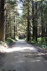 Road to Fern Canyon 3