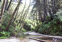 Fern Canyon 