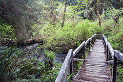 Trail Bridge