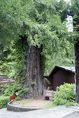 Chimney Tree