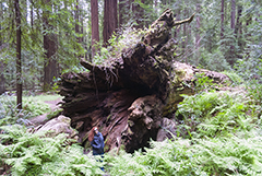 Redwood Roots 2