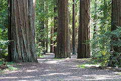 Redwood Forest 9