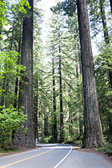 Redwood Forest 2