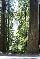 Redwood Forest 8