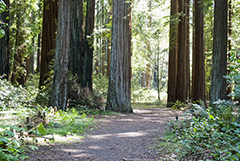 Redwood forest 7