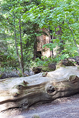 Redwood stump