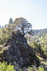 Lone Tree