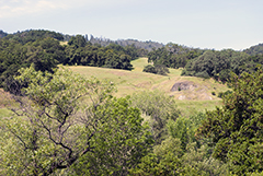 Rollin hills and oaks