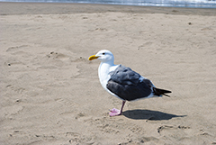 Seagull