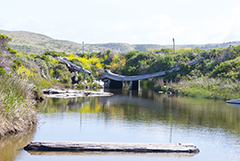 Roadside Tidepool